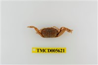 藏品(萬歲大眼蟹)的圖片